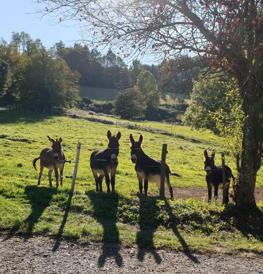 La Ferme De Jeanne Bed & Breakfast Saint-Girons  Eksteriør bilde